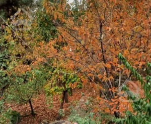 کلاک پایین کوچه بهشت. ۷۵۰متر سند تکبرگ  ۳واحد