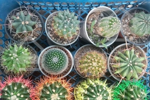 گل وگیاه طبیعی همه نوع