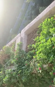 شهرک‌امید/انتخابی‌برتر/خط‌یک‌جنگل