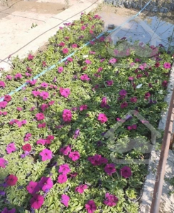 طراحی فضای سبز.کاشت چمن..مشاور گیاه پزشکی