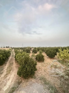 ۷۰۰۰ متر زمین باغی در جاده دریا ساری