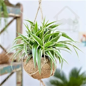 گلدان گلهای طبیعی