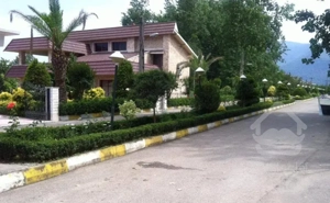 ۱۵۵ متر بالای کاج مروارید