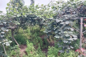 خانه باغ کیوی شیراباد