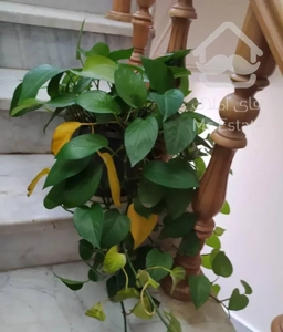 فروش واحد دوخواب  با تمام وسایل زندگی یا تهار