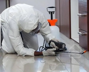 سمپاشی تخصصی : سوسک ریز و درشت فاضلاب