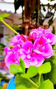 ویلای جنگلی با فول امکانات