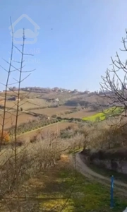 باغ آماده / باغ انار گل انار زود رس/ سرمایه گذاری باغداری