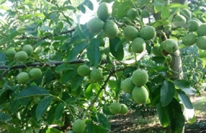 اجاره باغ گردو واسه خرید گردوهاش