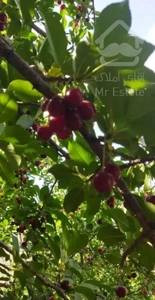 باغ سنددارهمه نوع درخت میوه امامه دارکیا