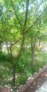 حیاط ویلای در شهرک خاوران زرنق