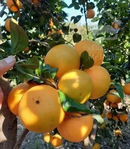 باغچه/باغ/زمین/چهار دیواری/سنددار