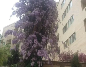 ۴۰۰متر مستقلات قبا زمرد