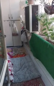 آیت اله کاشانی،رامین شمالی،145مترسه خواب فول