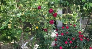 باغ دور دیوار با امتیازات