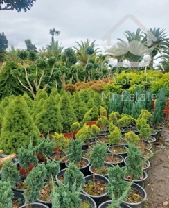 فروش گل و گیاه فضای باز