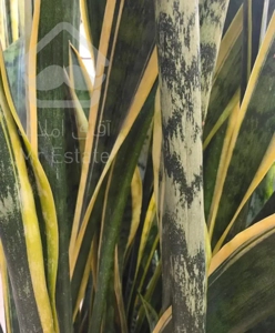 فروش آپارتمان ۱۱۰ متری بازسازی شده