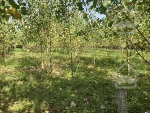 گیلان. رضوانشهر. زمین باغی مسکونی