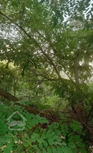 ۴۷متر مغاز سند شخص