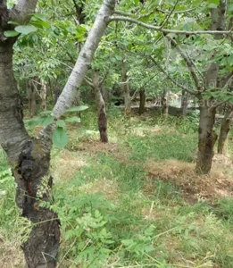 فروش باغ بارور گیلاس و گردو در لواسان ۴۶۰ متر