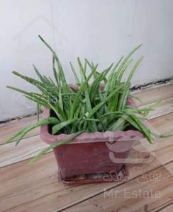 گل و گیاه طببعی