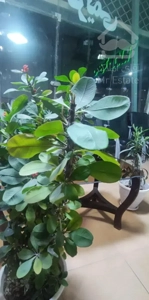 فروش واحد شخصی ساز