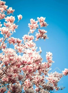 تک واحدی شهمیرزاد