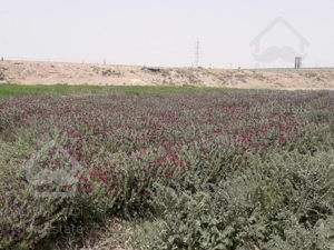 ۱۰۰۰  متر زمین کشاورزی