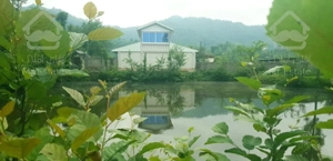 ویلا جنگلی سه خوابه مستقیم از مالک جاده ماسوله