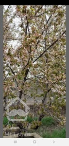 باغچه ۵۰۰ متری. باغستان شهریار