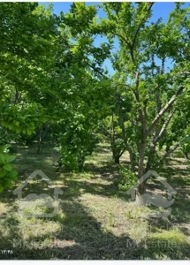 باغچه نقلی شهریار