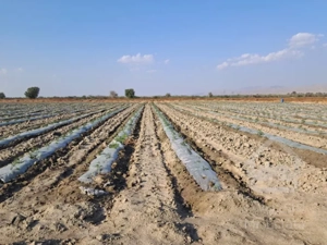 فروش زمین کشاورزی