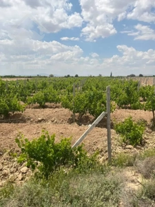 باغ انگور ۷ ساله