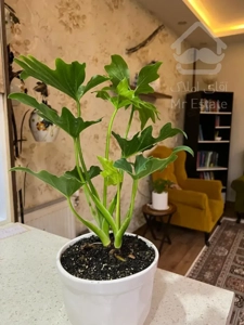 تک خوابه کوچه نزدیک مترو / خوش نقشه