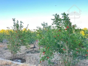 باغ احمدآباد مستوفی