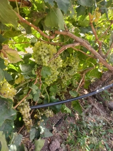 اجاره آپارتمان مسکونی قائم مقام ۲۰۰متر ۴خوابه