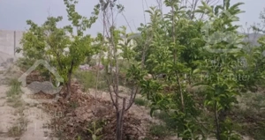 زمین باغی باکاشت درختان شش ساله