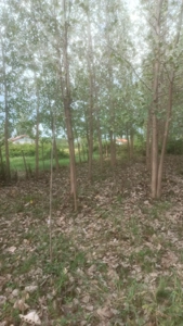 فروش زمین باغی مسکونی جاده سنگر