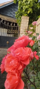 زمین مسکونی سند ششدانگ