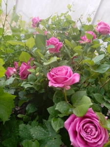 ویلای ارزون در قزوین