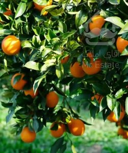 تهاتر باغ پرتقال ۱۸۰۰۰ متری  با خودرو در نشتارود مازندران