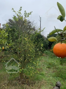 باغچه ۲۰۰متری /۲۰۰میلیون پیش / اقساط ۱۰ماهه