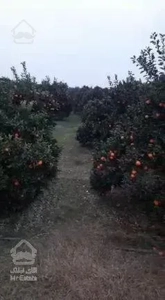 باغ تامسون ۱۵ ساله ۱۴ هزار متری دارای برق سه فاز