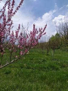 فروش فوری باغ با ویلا در فیروزکوه