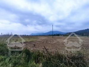 زمین ۱۰۰۰۰هزار متری تمام مزروعی تسطیح نشده شاندرمن زیبا (کارگزاری نسل نو)