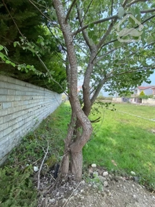 فروش زمین مسکونی منطقه الیمالات سنددار