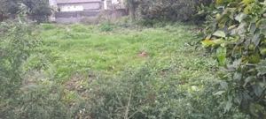 فروش فوری زمین منطقه چمستان سنددار