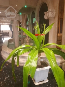 پیش فروش واحد ۱۱۶ متری در لاله