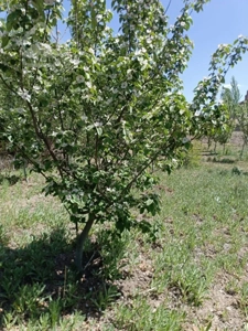 باغ400متری/امکانات خیلی عالی /رودمعجن