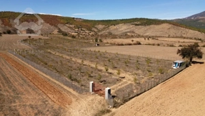 فروش باغ گردو هکتاری در شمال کشور